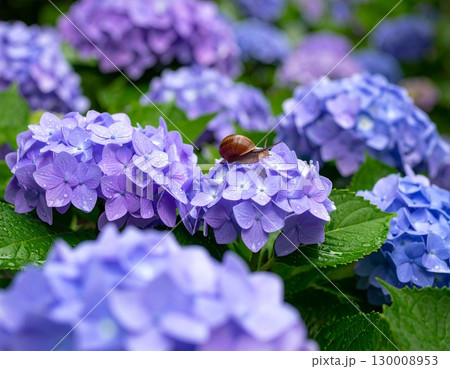 紫陽花 130008953