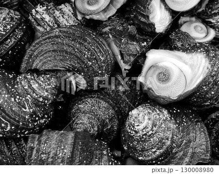 豊後水道の海の幸  八幡浜市漁業市場 130008980