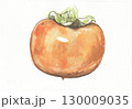 水彩で描いた横から見たヘタがある富有柿 130009035