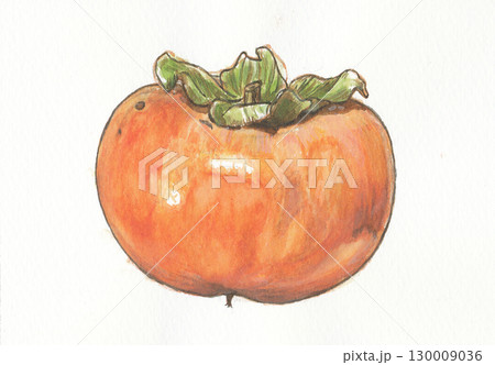 水彩で描いた横から見たヘタがある富有柿のイラスト素材 [130009036