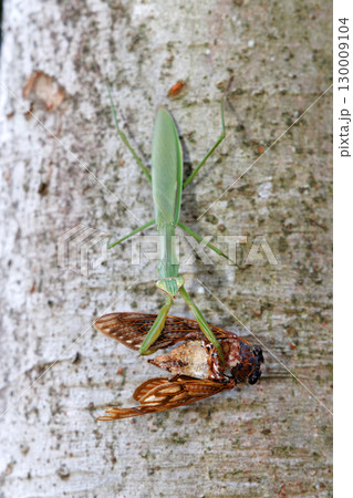 アブラゼミを捕食するオオカマキリ 130009104