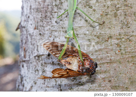 アブラゼミを捕食するオオカマキリ 130009107