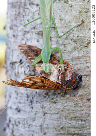 アブラゼミを捕食するオオカマキリ 130009122