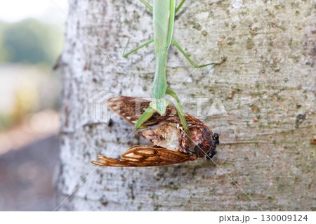 アブラゼミを捕食するオオカマキリ 130009124