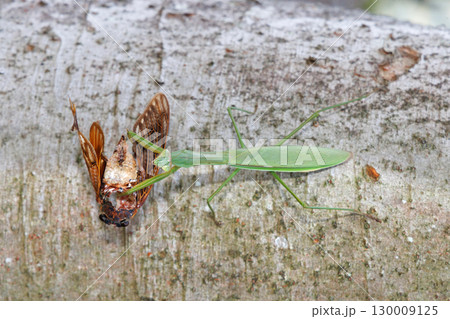 アブラゼミを捕食するオオカマキリ アブラゼミを捕食するオオカマキリ 130009125