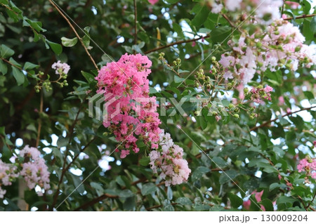 夏の庭に咲くピンク色や淡いピンク色のサルスベリの花 夏の庭に咲くピンク色や淡いピンク色のサルスベリの花 130009204