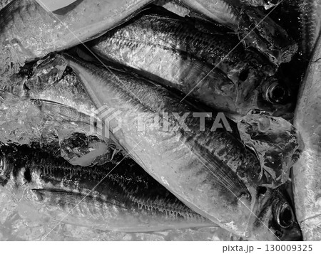 魚市場の魚介類 魚市場の魚介類 130009325
