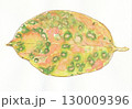 水彩で描いた様々な色がある柿の紅葉した葉っぱ 130009396