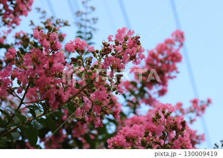 夏の庭に咲くピンク色のサルスベリの花 130009419
