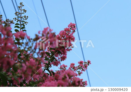 夏の庭に咲くピンク色のサルスベリの花 夏の庭に咲くピンク色のサルスベリの花 130009420
