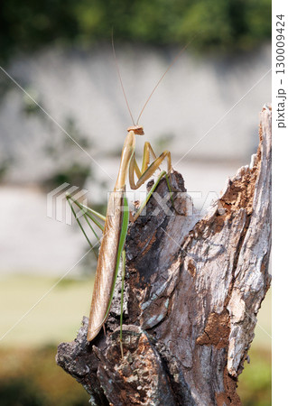 木に止まるオオカマキリ 130009424