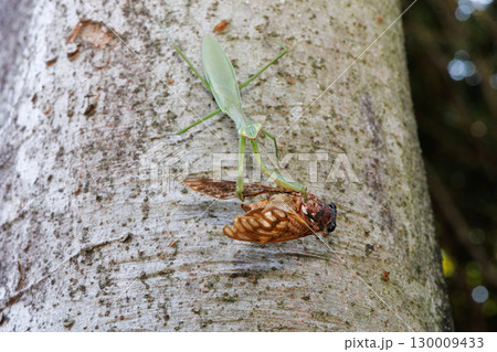 アブラゼミを捕食するオオカマキリ アブラゼミを捕食するオオカマキリ 130009433