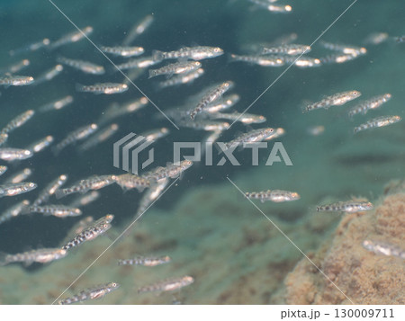 本栖湖のハゼ類の幼魚 本栖湖のハゼ類の幼魚 130009711