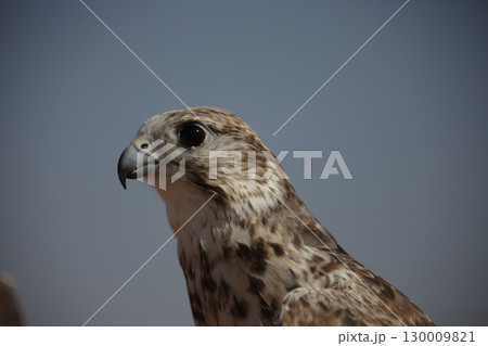 Majestic Dubai Eagle macro shot 130009821
