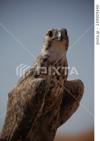 Majestic Dubai Eagle macro shot 130009840