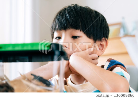 クワガタの観察をする男の子 130009866