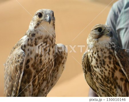 Majestic Dubai Eagles macro shot Majestic Dubai Eagles macro shot 130010146