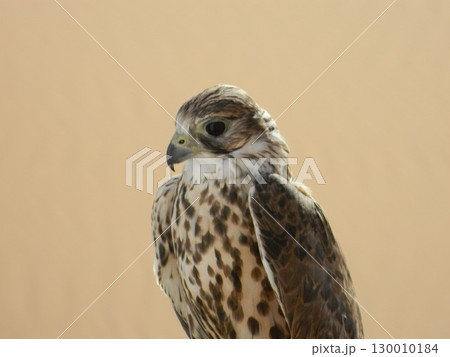 Majestic Dubai Eagle macro shot 130010184