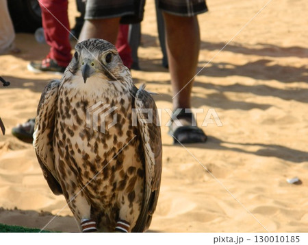 Majestic Dubai Eagle macro shot Majestic Dubai Eagle macro shot 130010185