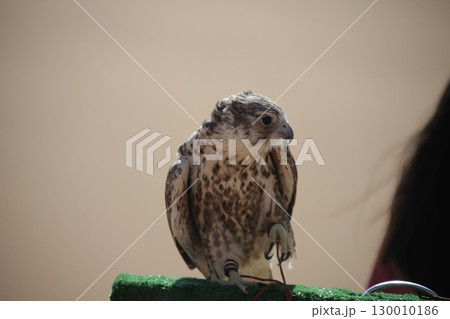 Majestic Dubai Eagle macro shot 130010186
