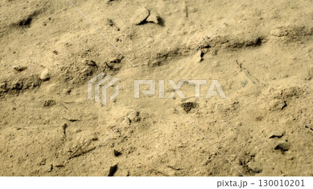 池の浅瀬で泳ぐメダカ 130010201