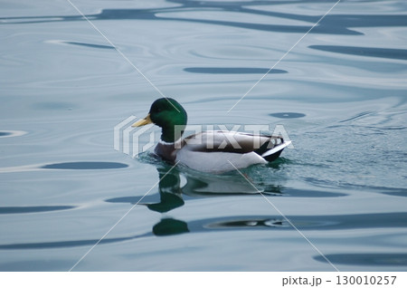 Bird Duck in the Water Bird Duck in the Water 130010257