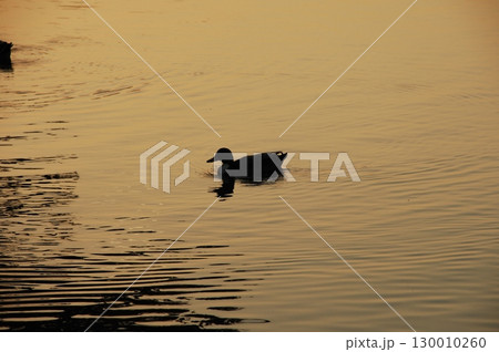 Bird Duck in the Water Bird Duck in the Water 130010260