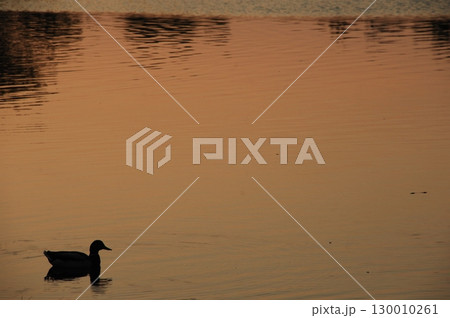 Bird Duck in the Water 130010261