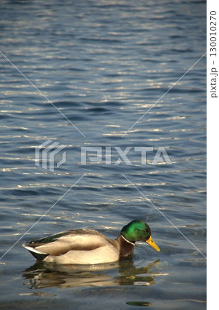 Bird Duck in the Water 130010270