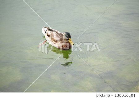 Bird Duck in the Water Bird Duck in the Water 130010301