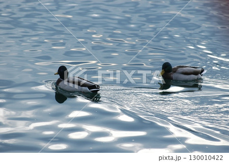 Bird Ducks in the Water 130010422