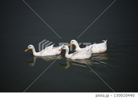 Bird Ducks in the Water Bird Ducks in the Water 130010440