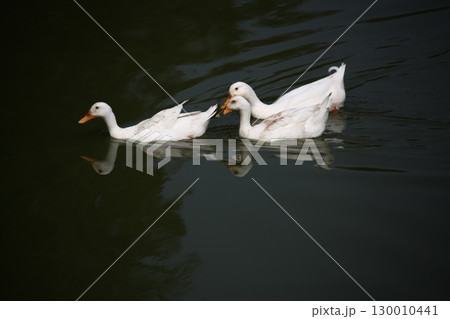Bird Ducks in the Water 130010441
