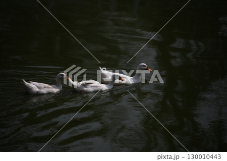 Bird Ducks in the Water 130010443
