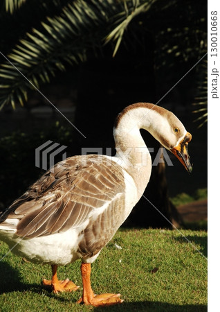 Duck in the Garden Duck in the Garden 130010668