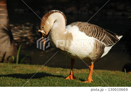 Duck in the Garden Duck in the Garden 130010669
