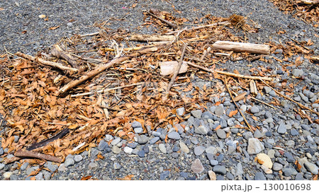 浜に上がった木 130010698