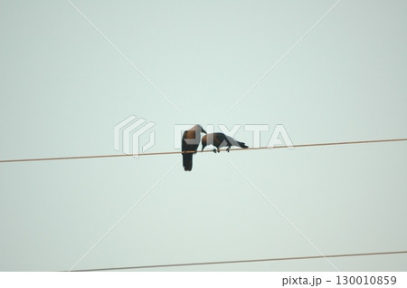 Indian Black Crow closeup 130010859