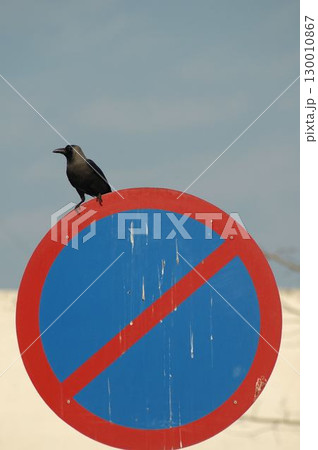 Indian Black Crow closeup Indian Black Crow closeup 130010867