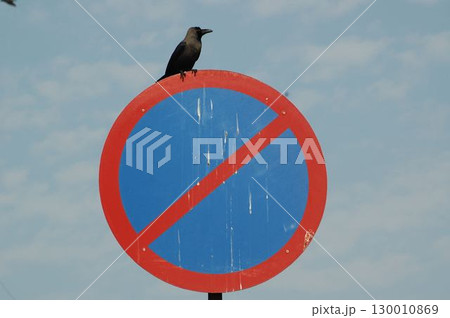 Indian Black Crow closeup Indian Black Crow closeup 130010869