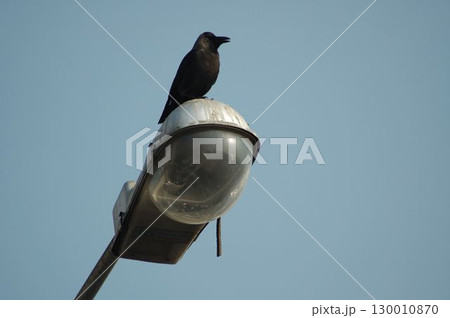 Indian Black Crow closeup 130010870