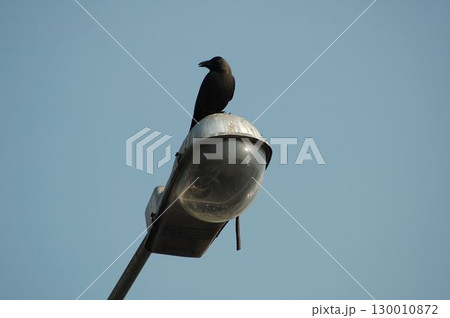 Indian Black Crow closeup 130010872