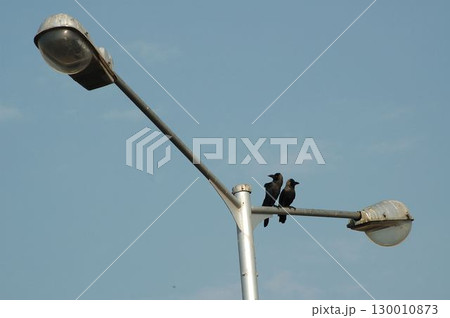 Indian Black Crow closeup Indian Black Crow closeup 130010873