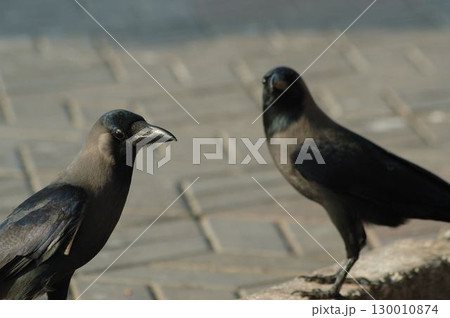 Indian Black Crow closeup 130010874
