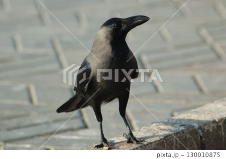 Indian Black Crow closeup 130010875