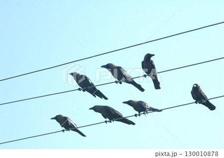 Indian Black Crow closeup 130010878