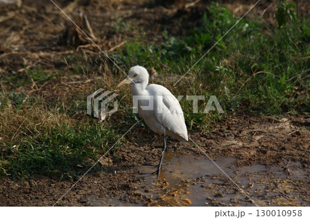 Bird Crane waiting for Food India Bird Crane waiting for Food India 130010958