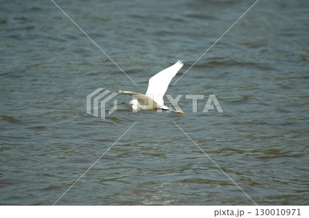 Bird Crane waiting for Food India 130010971