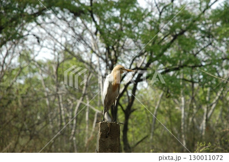 Bird Crane waiting for Food Bird Crane waiting for Food 130011072