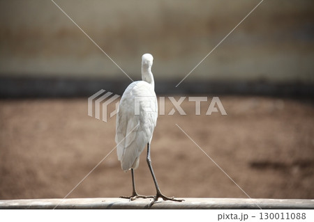 Bird Crane waiting for Food Bird Crane waiting for Food 130011088
